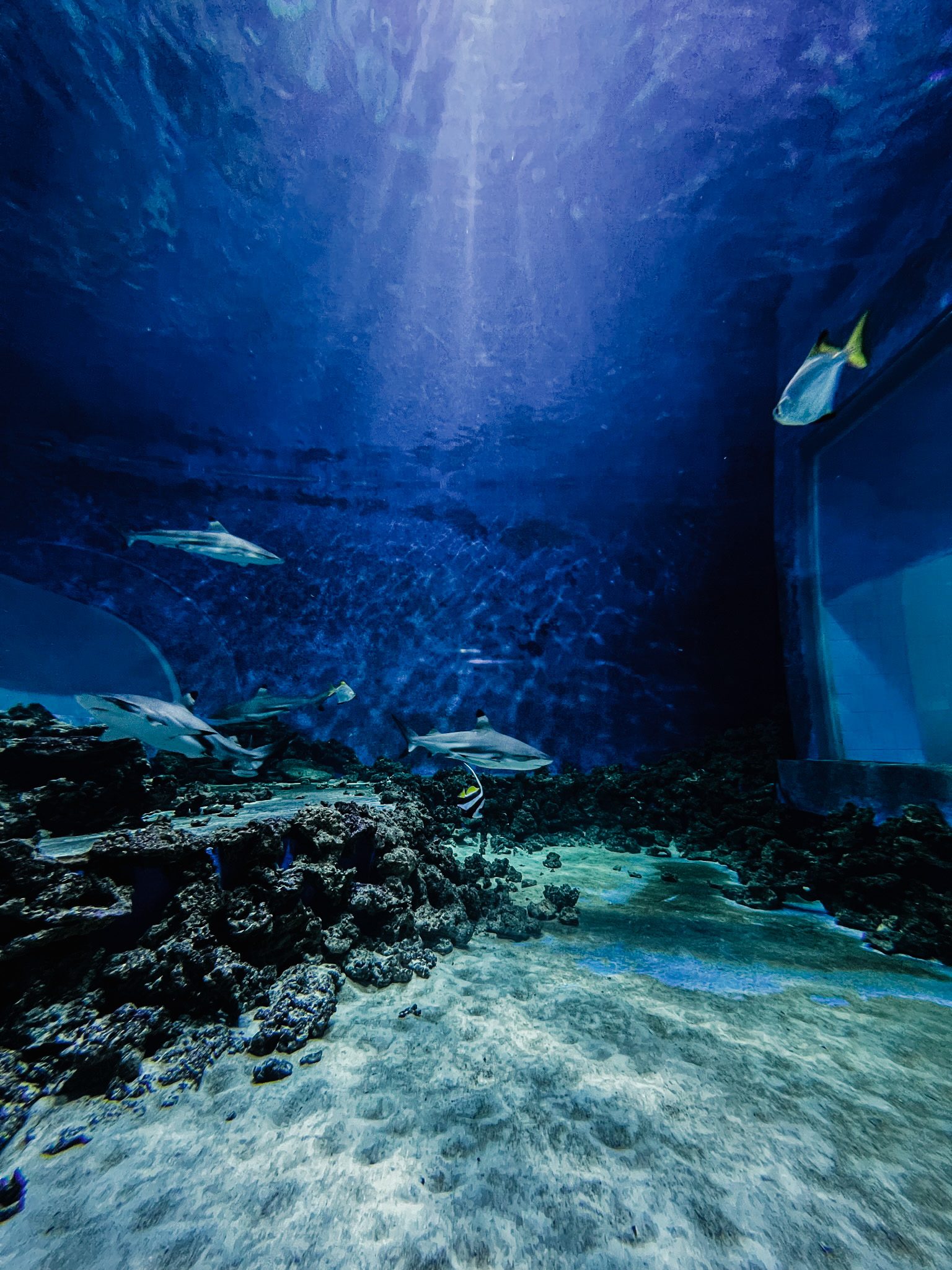 shark aquarium in reda